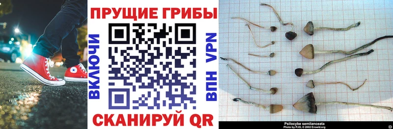 kraken онион  Суровикино  Псилоцибиновые грибы Psilocybine cubensis 